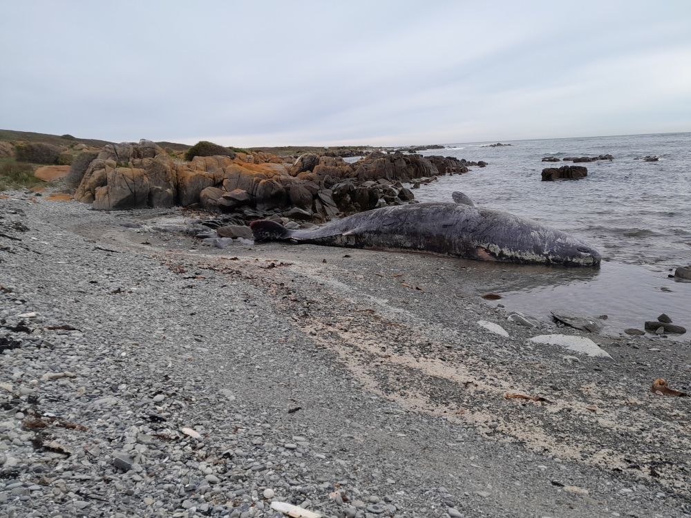 Over a dozen sperm whales found dead on beach in Australia’s King Island