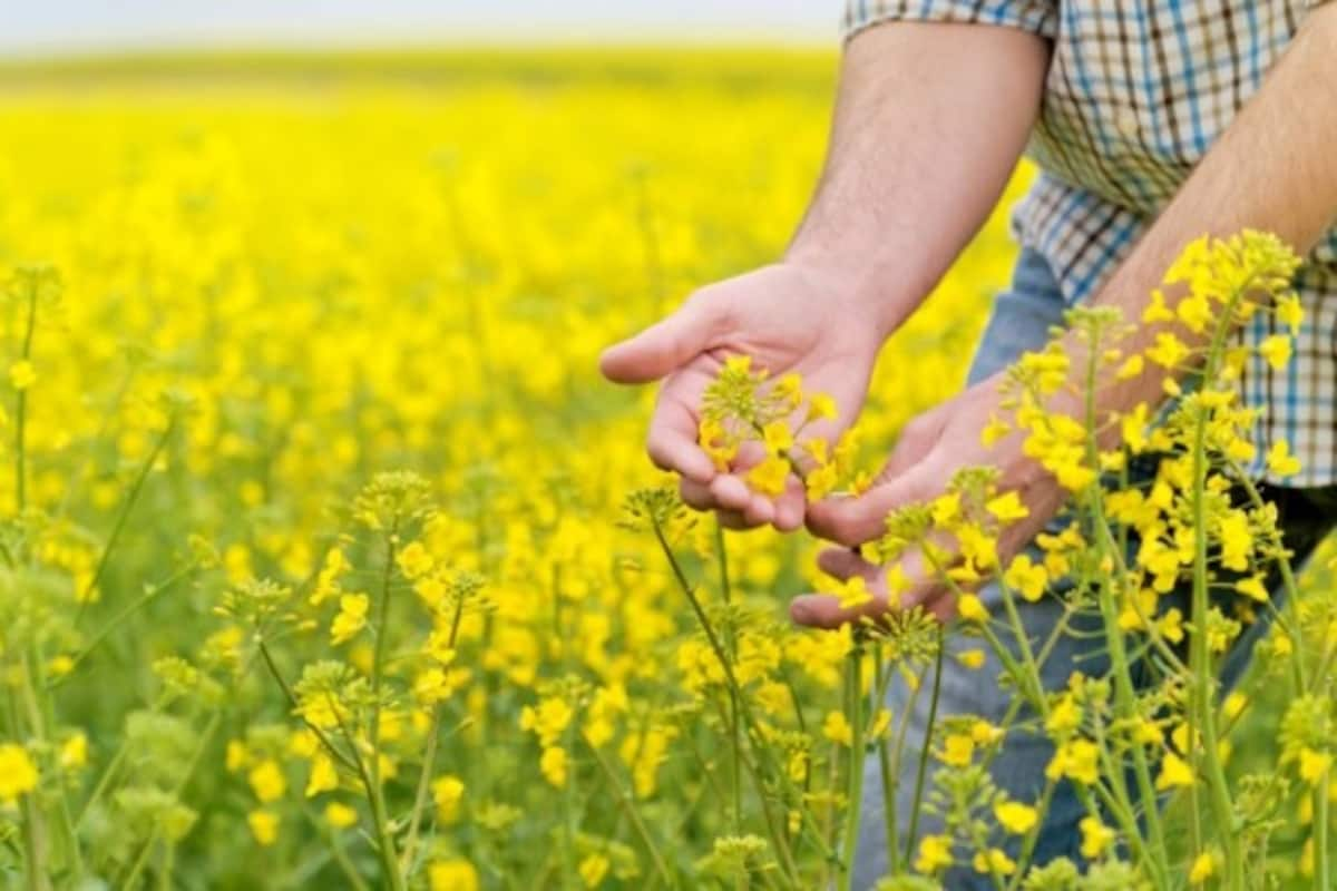 India eyes major world record rapeseed crop, prompts farmers to plant higher quantities, know reason